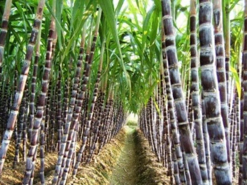 Finca en Alquiler en  El Viejo, Chinandega